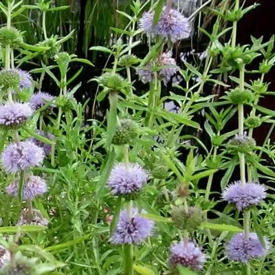The Natural World Mentha cervina muntplant P9 eetbaar