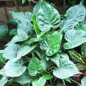 The Natural World Alocasia cucullata plant P9 tropisch blad