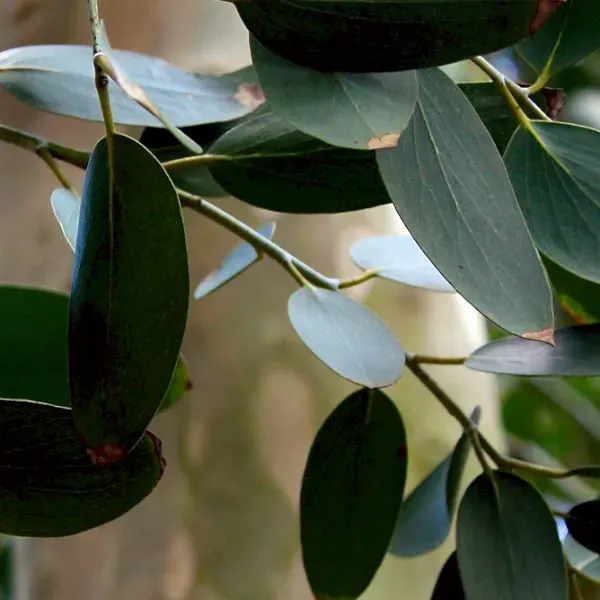 The Natural World Eucalyptus debeuzevillei plant P11 winterhard
