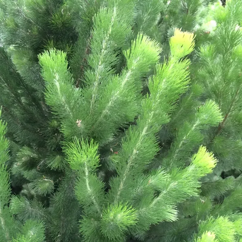 The Natural World Adenanthos Sericeus plant P14 zilverblad