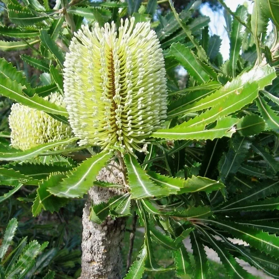 The Natural World Banksia serrata kuipplant wintergroen