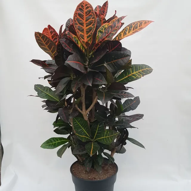 Tuincentrum Heerdink Codiaeum Croton kamerplant 110 cm