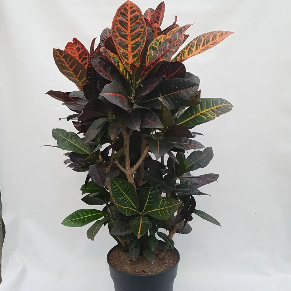 Tuincentrum Heerdink Codiaeum Croton kamerplant 110 cm