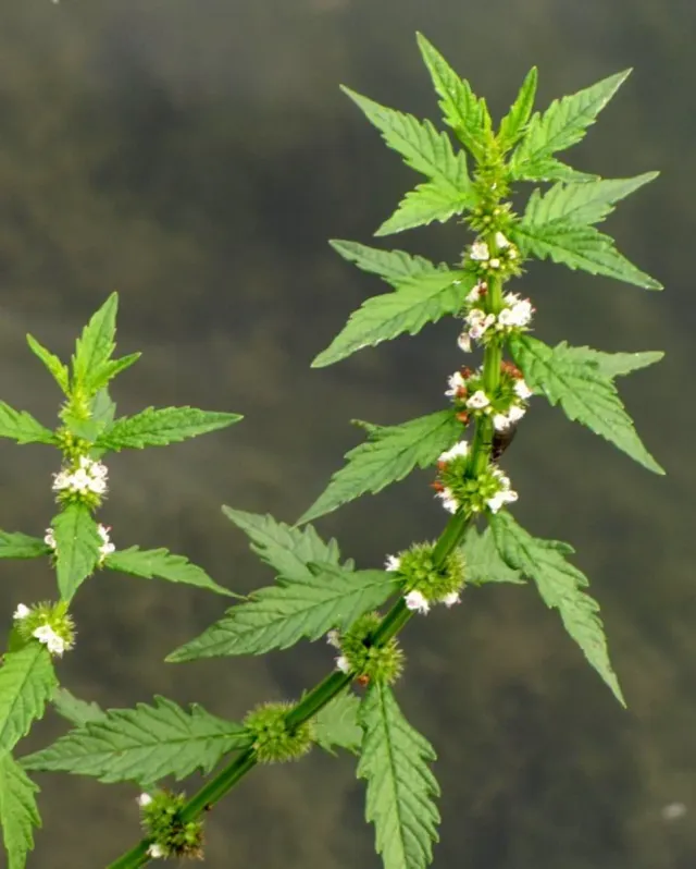 The Natural World Lycopus europaeus plant P9 eetbaar