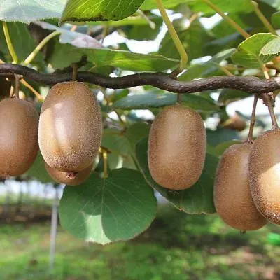 The Natural World Actinidia deliciosa Jenny kiwiplant