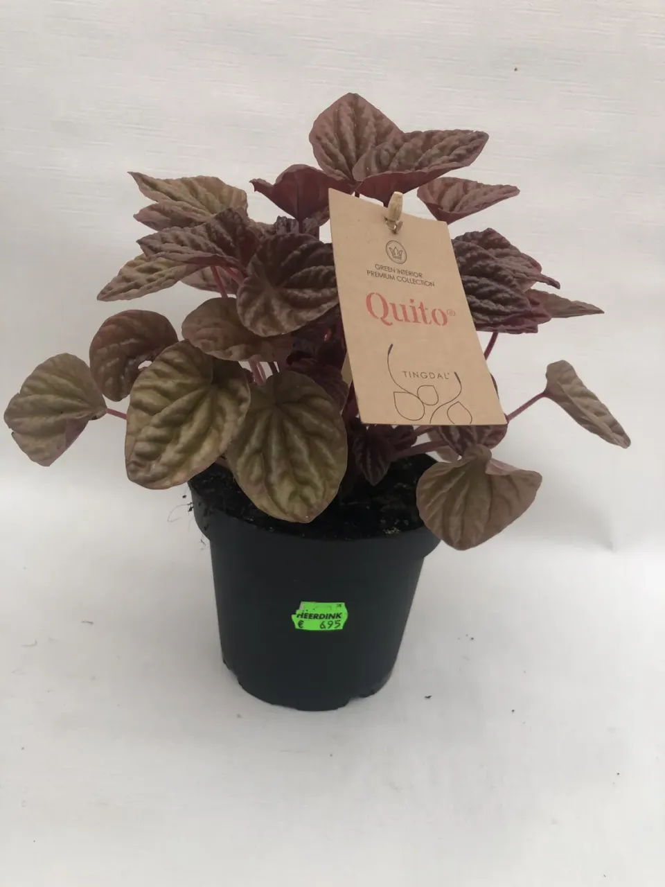 Tuincentrum Heerdink Peperomia caperata Quito kamerplant donker blad