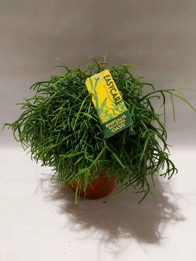 Tuincentrum Heerdink Rhipsalis baccifera Oasis Koraalcactus Hangplant
