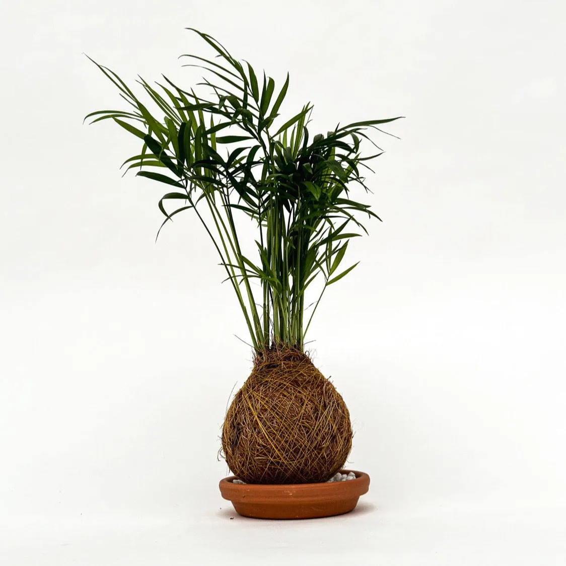 House of Koko Palmpje Kokedama zonder schaaltje luchtzuiverend