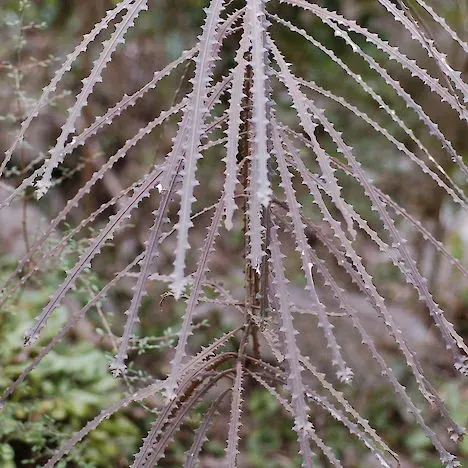 The Natural World Pseudopanax ferox plant smal blad stoer