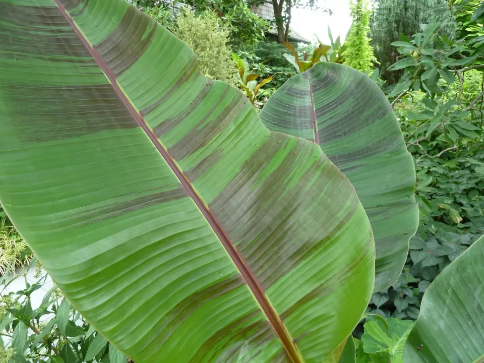 The Natural World Musa Red Tiger banaanplant winterhard