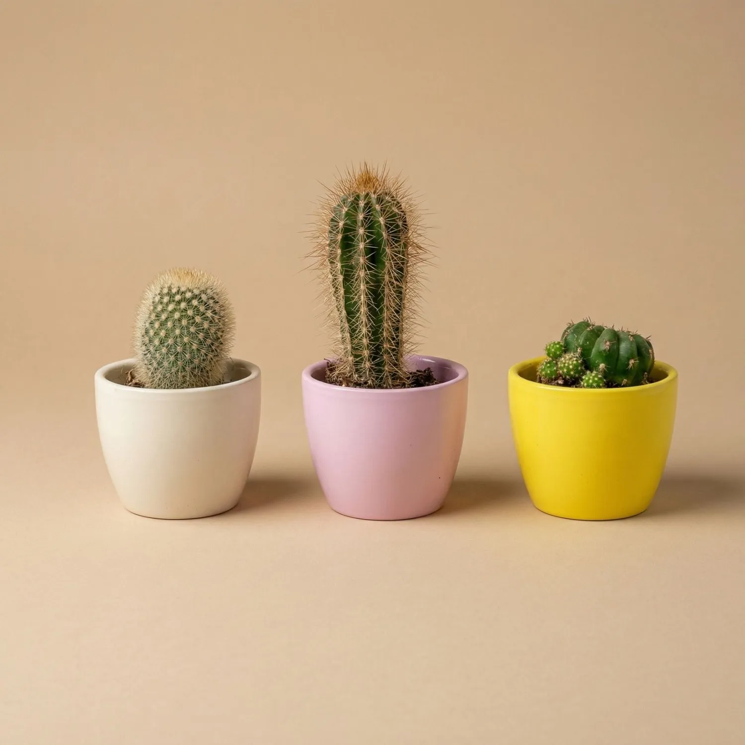 Urbanjungl Pastel Spring plantenset vetplanten 3 stuks Ø 6 cm