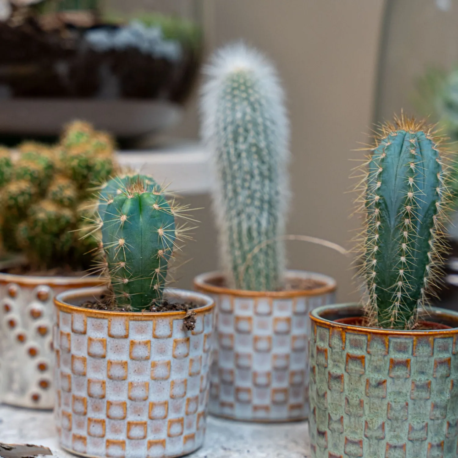 Urbanjungl Cactus Set 6 stuks vetplant 8-12 cm Madrid pot