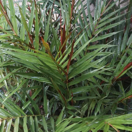 The Natural World Alpinia luteocarpa gemberplant P9 pot