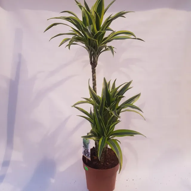 Tuincentrum Heerdink Dracaena Lemon Lime kamerplant 80cm