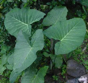 The Natural World Xanthosoma brasiliense plant eetbaar blad