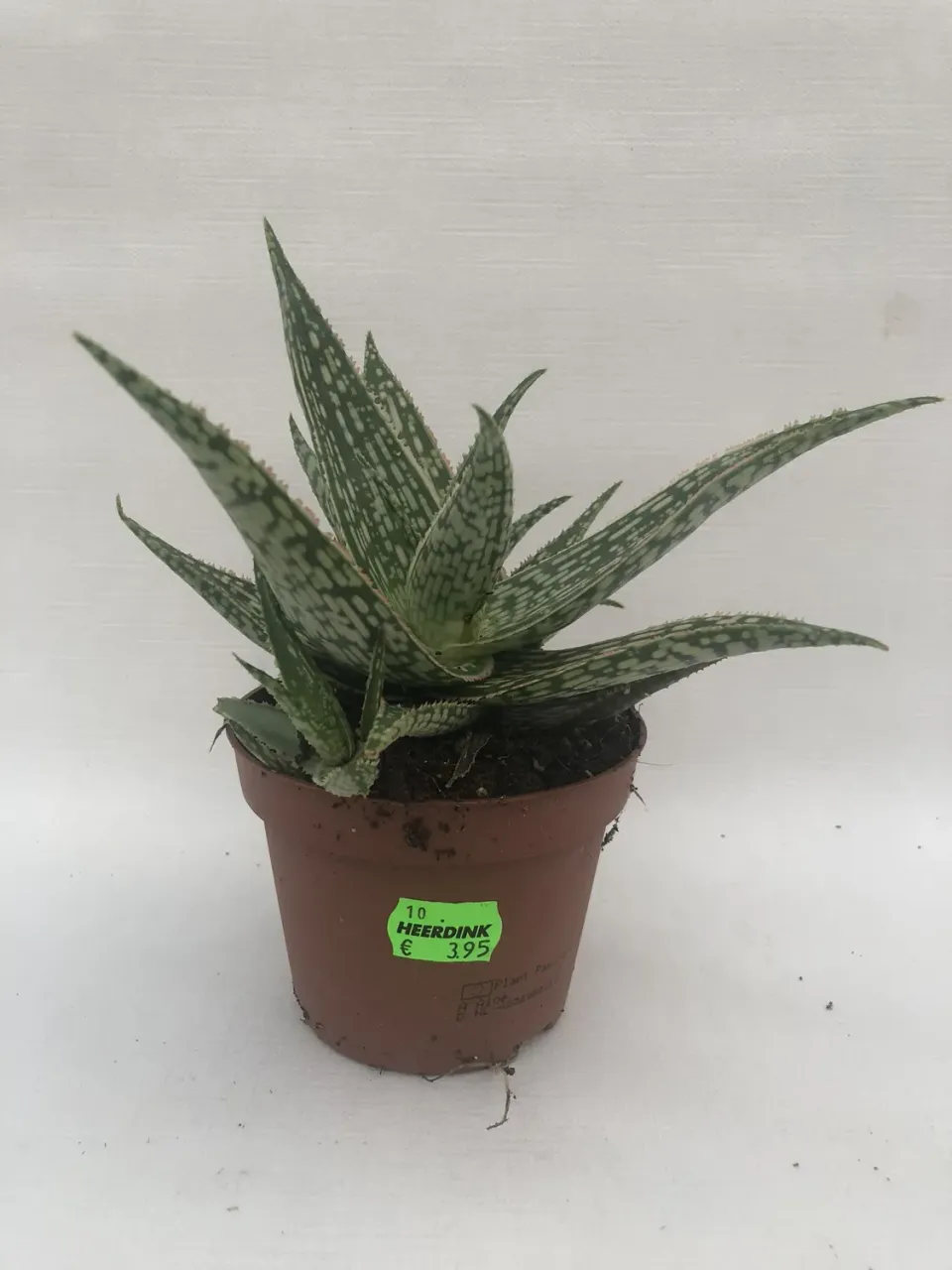 Tuincentrum Heerdink Aloe Jurassic Spider kamerplant vetplant