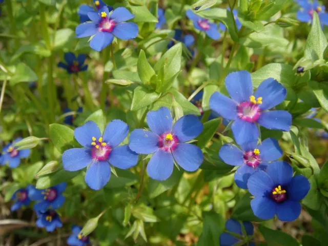 The Natural World Anagallis coerulea bodembedekker blauw