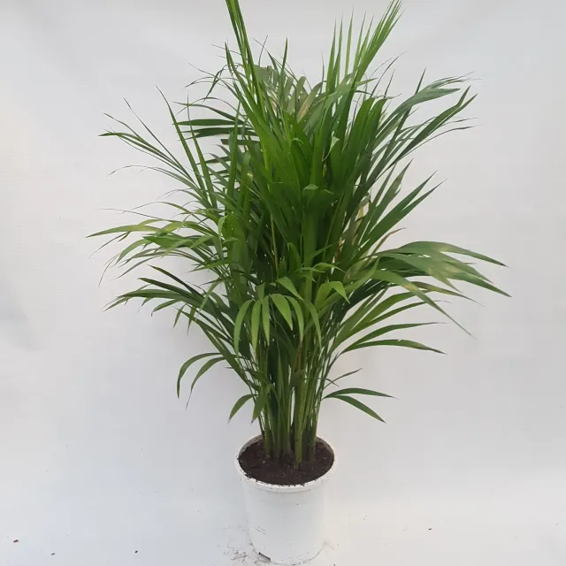 Tuincentrum Heerdink Dypsis lutescens goudpalm 85 cm luchtzuiverend