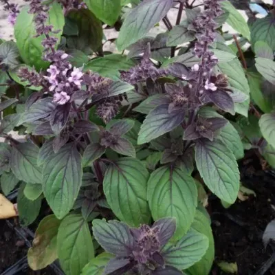 The Natural World Ocimum Magic Mountain basilicum plant