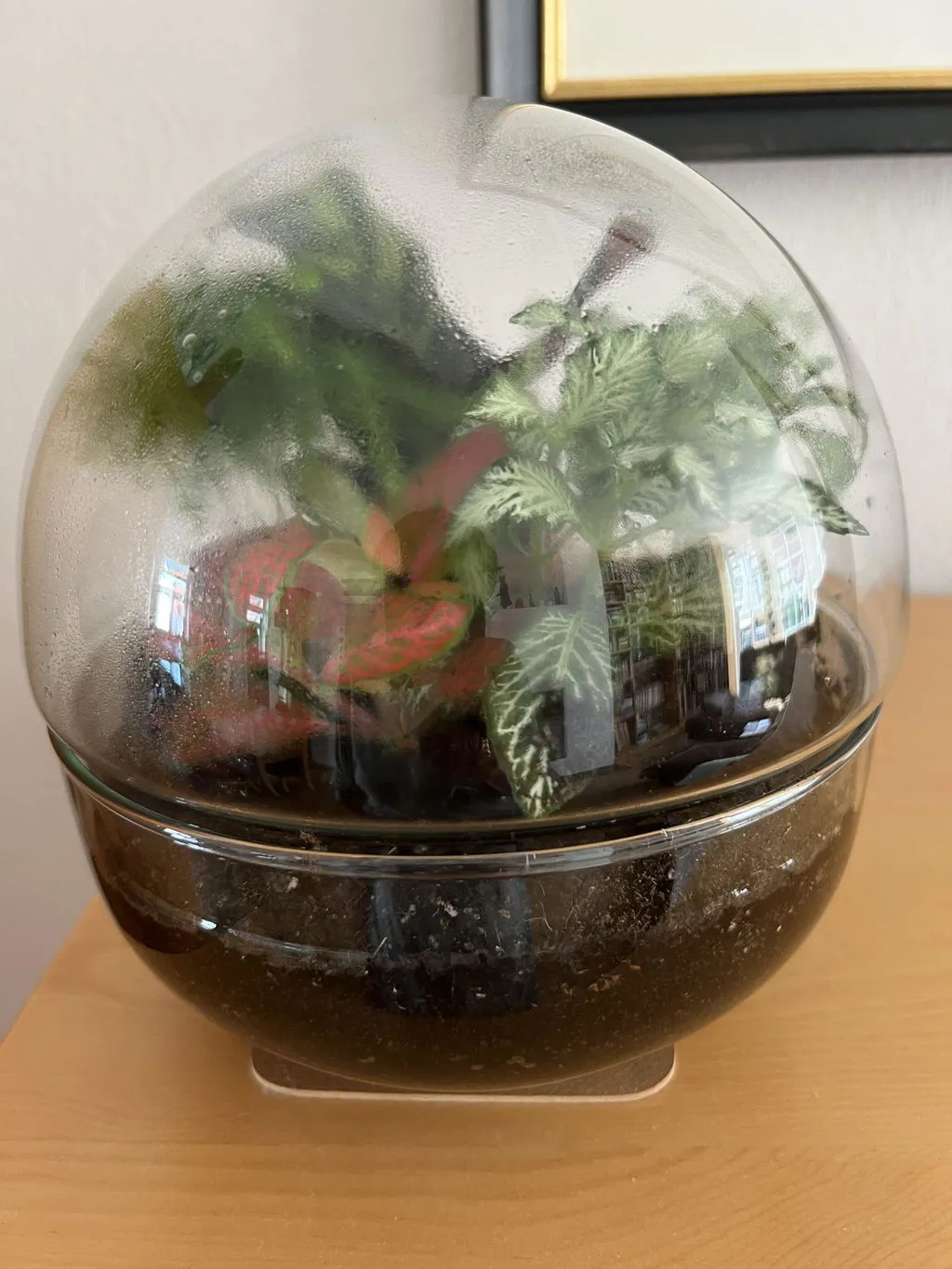 Urbanjungl Dome terrarium DIY kit Ø 20 cm gesloten