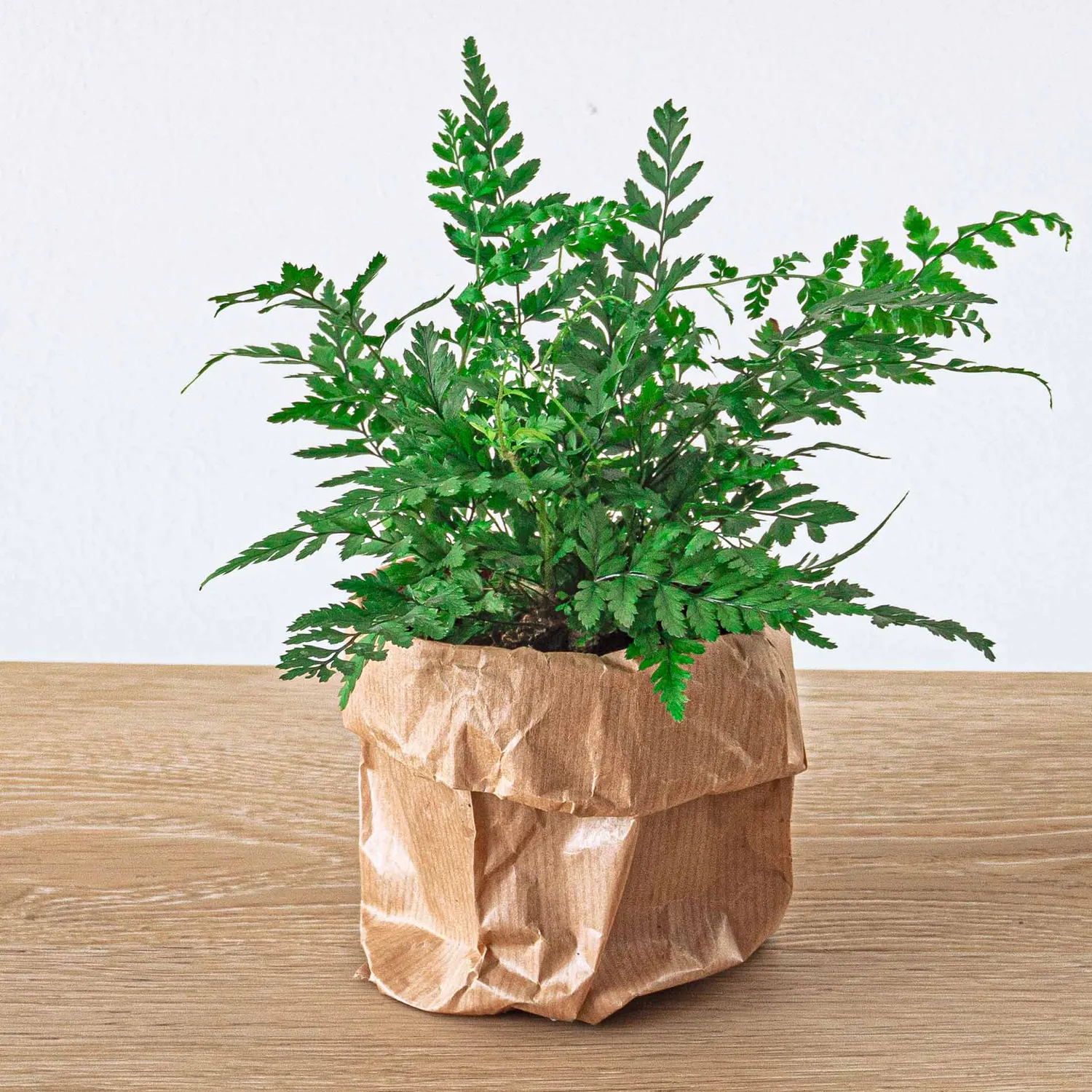 Urbanjungl Athyrium spicatum varen terrariumplant pot 6