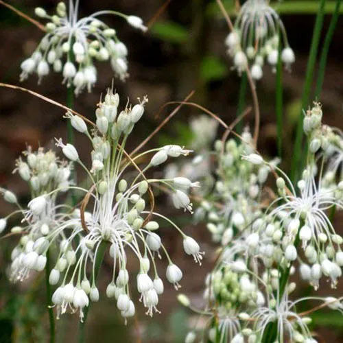 The Natural World Allium pulchellum album sierui P9 wit eetbaar
