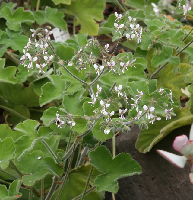 The Natural World Pelargonium Tomentosum muntplant eetbaar