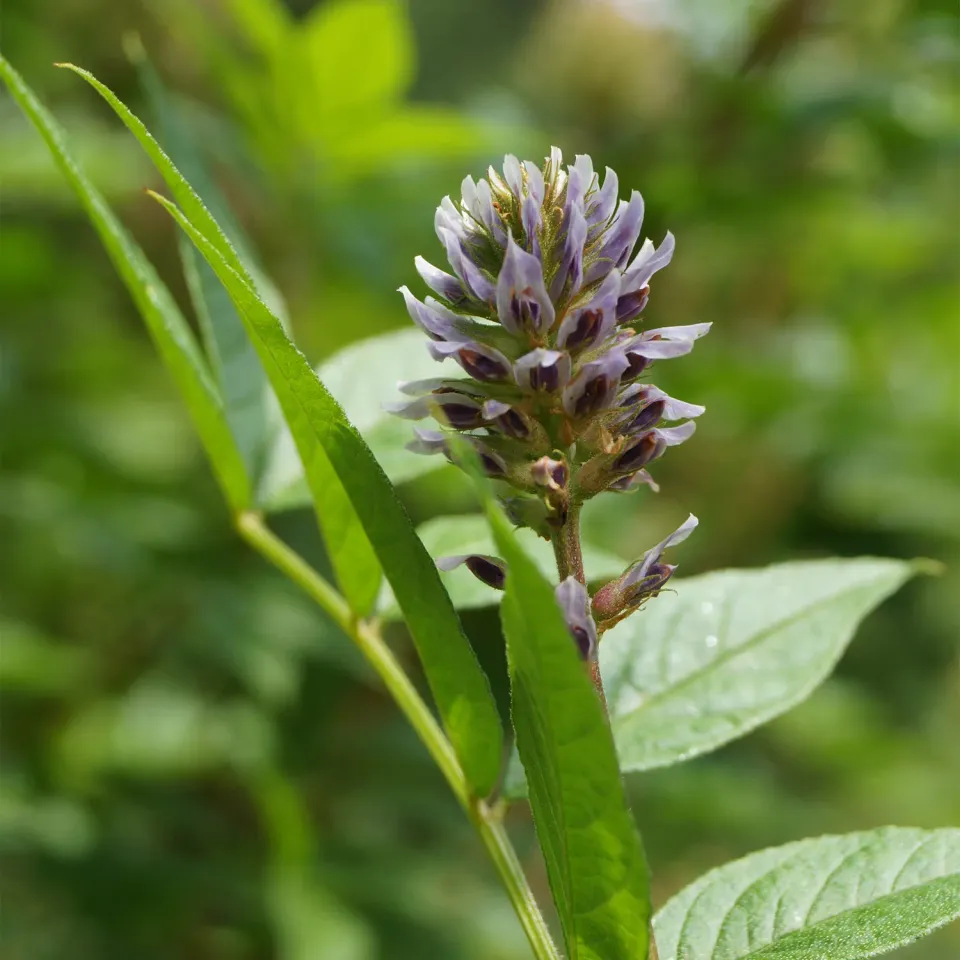 The Natural World Glycyrrhiza yunnanensis zoethoutplant
