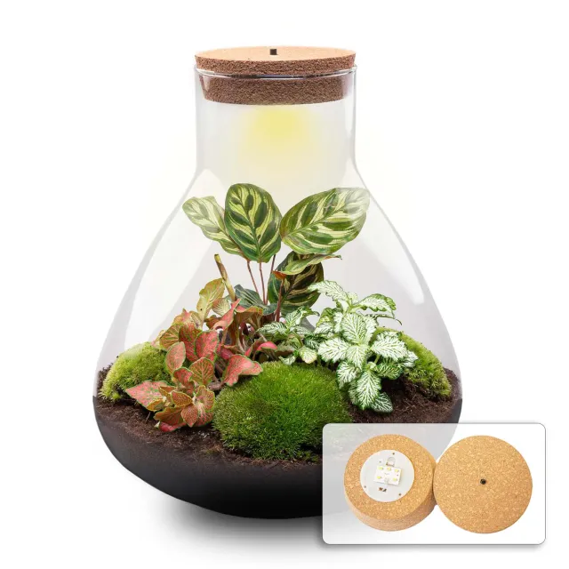 Urbanjungl Sam XL Red planten terrarium met licht