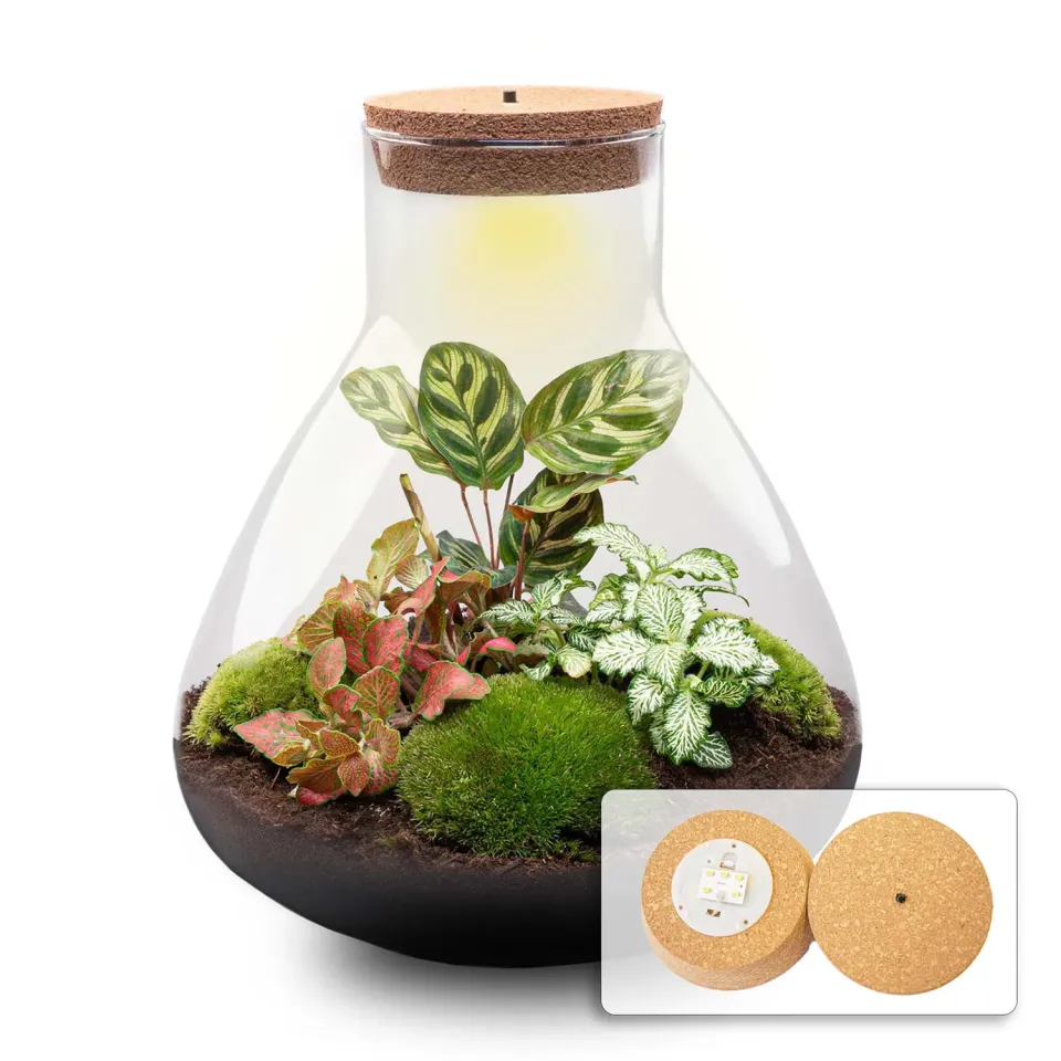 Urbanjungl Sam XL Red planten terrarium met licht