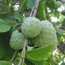 The Natural World Annona cherimola cherimoya plant 2L pot