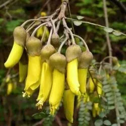 The Natural World Sophora microphylla plant wintergroen