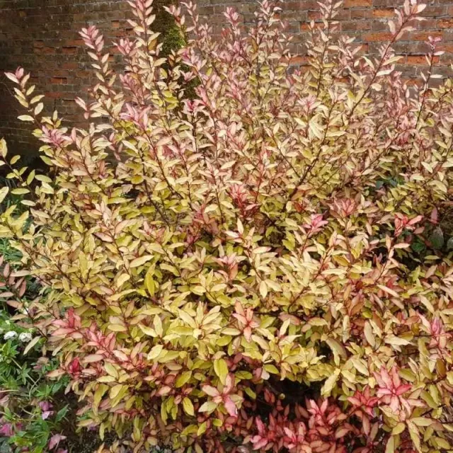 The Natural World Pseudowintera colorata struik pittig blad