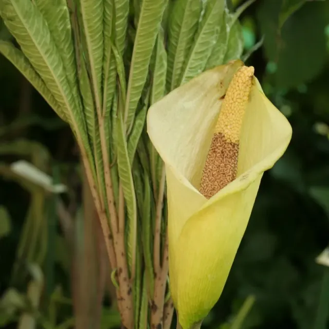 The Natural World Amorphophallus napalensis knol bol kuipplant
