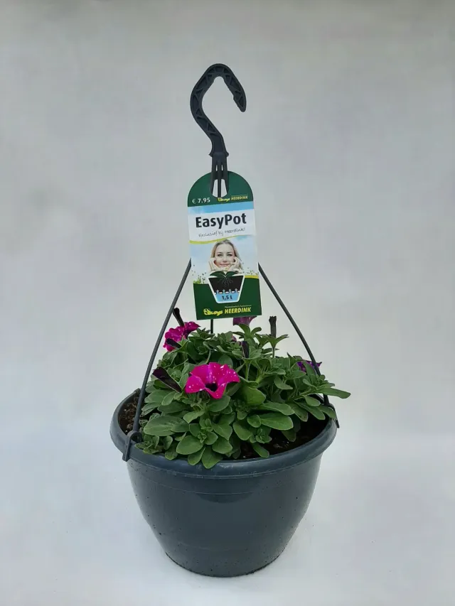 Tuincentrum Heerdink Circus Sky hangpetunia balkon zon