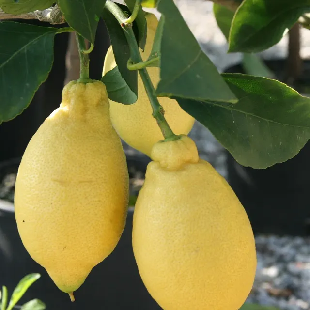 The Natural World Citrus limon Lunario citroenboom eetbaar