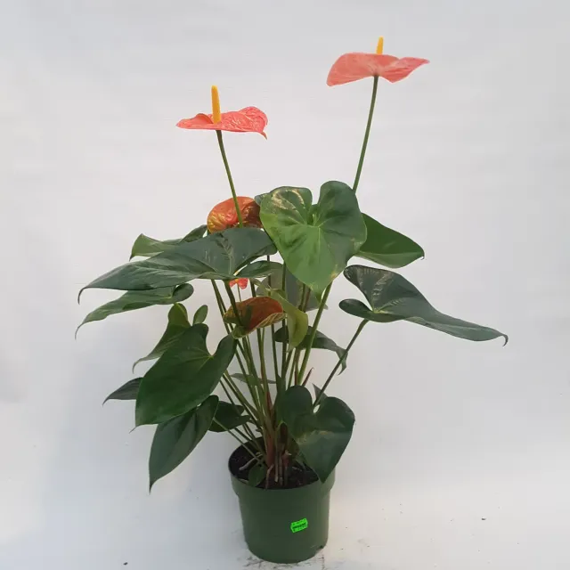 Anthurium Prince of Orange flamingoplant 60 cm oranje