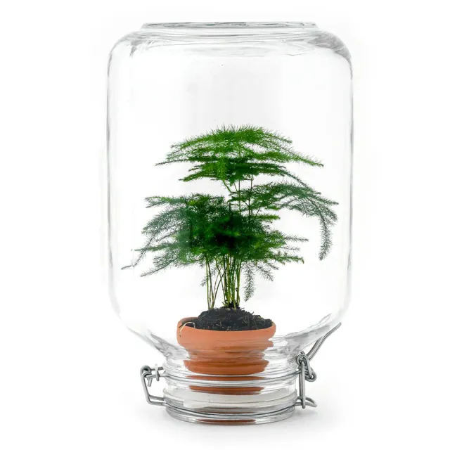 Easyplant Fido Aspragus terrarium DIY kit Ø 18 cm