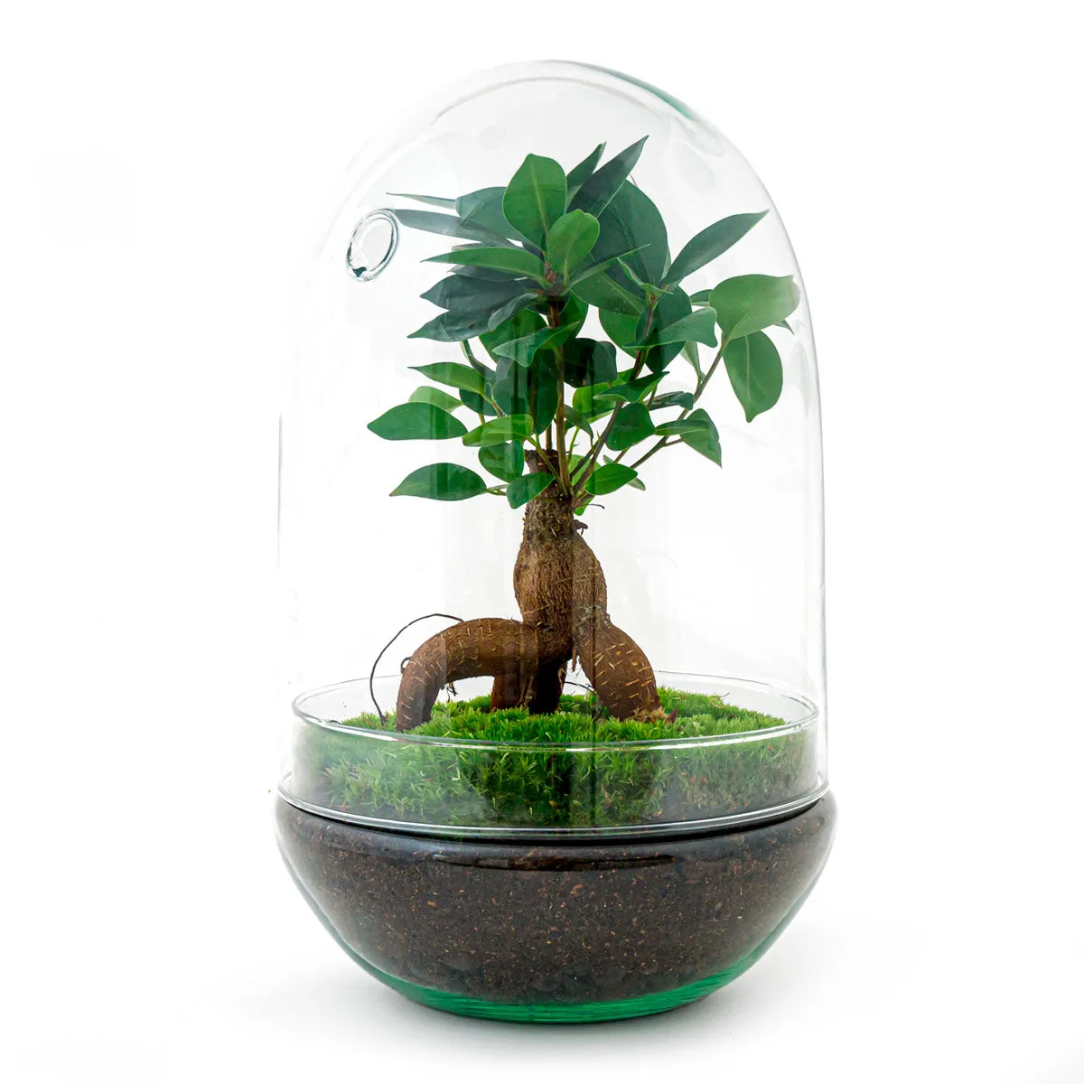 Urbanjungl Egg XL Bonsai planten terrarium kit 30 cm