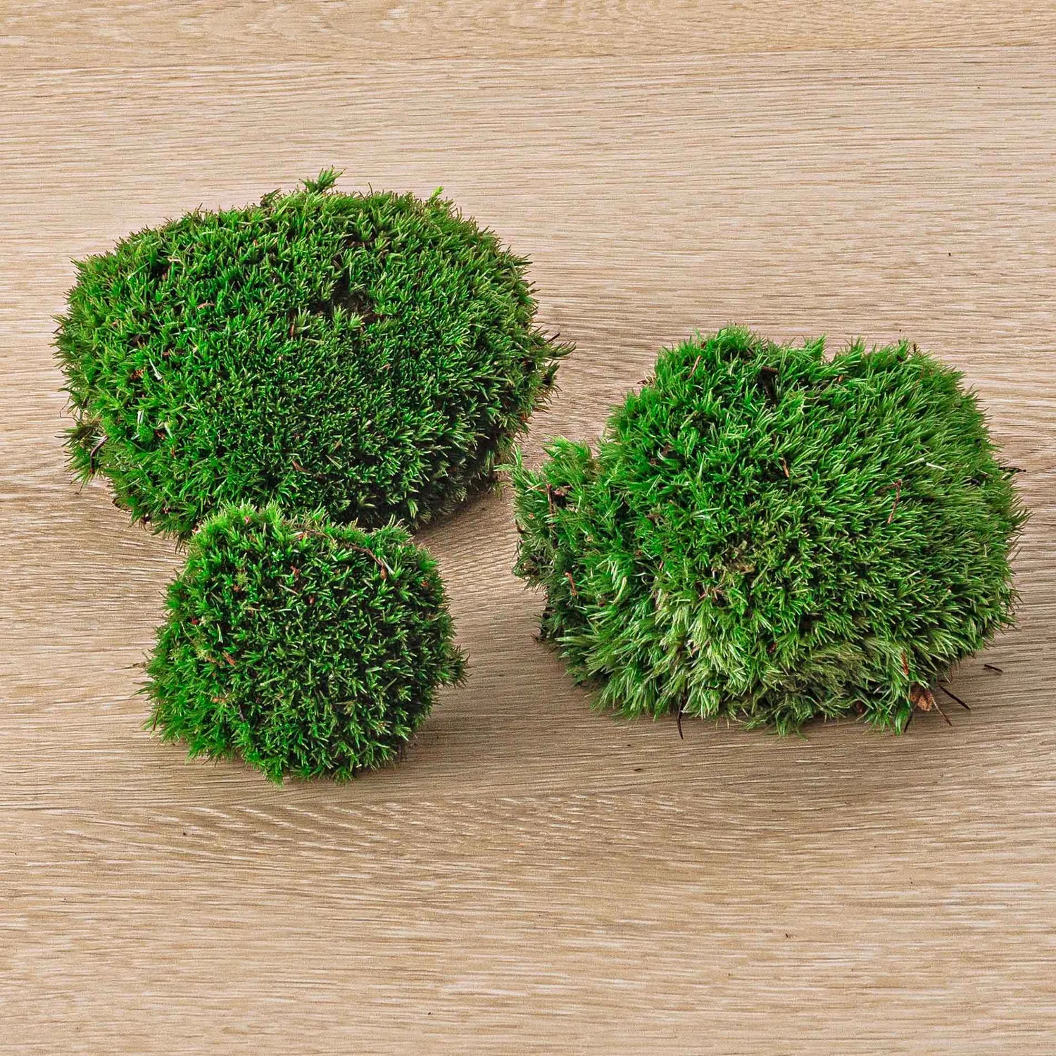 Urbanjungl Kussentjesmos Leucobryum 1 zak 3 stuks
