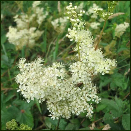 The Natural World Filipendula ulmaria moerasspirea plant nat