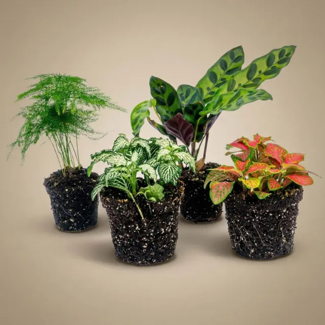 Urbanjungl Lancifolia terrariumplanten set 4 stuks groen