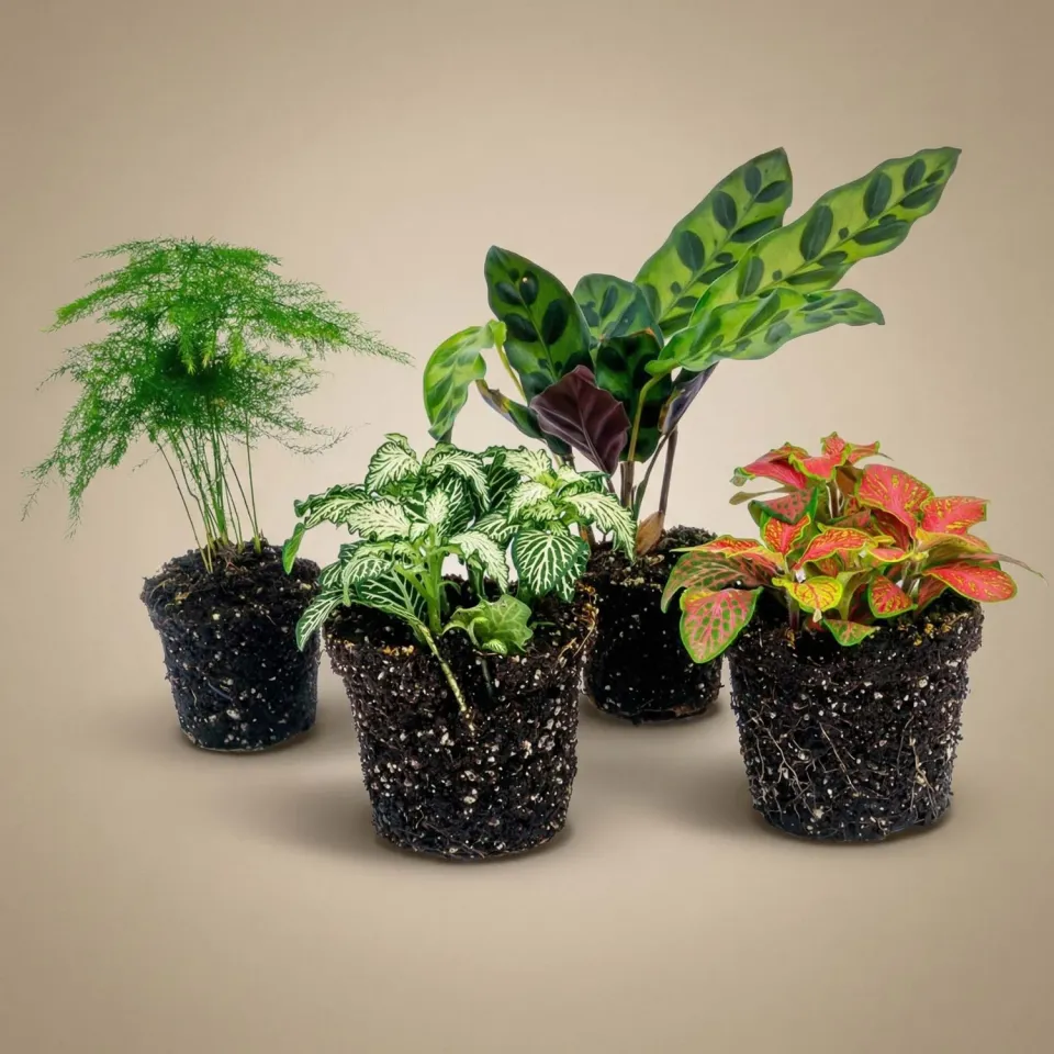 Urbanjungl Lancifolia terrariumplanten set 4 stuks groen