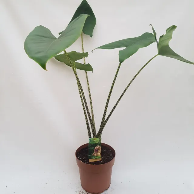 Tuincentrum Heerdink Alocasia Zebrina kamerplant 85 cm