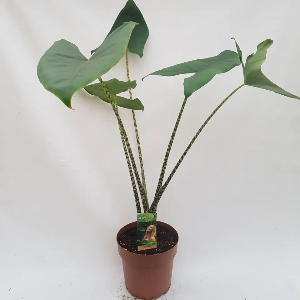 Tuincentrum Heerdink Alocasia Zebrina kamerplant 85 cm