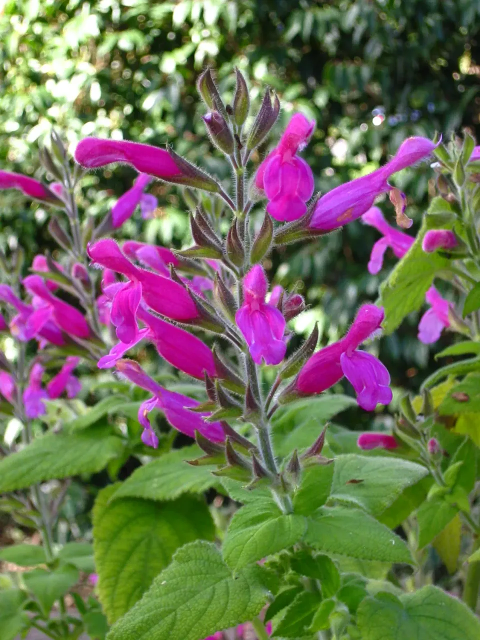 The Natural World Salvia dorisiana plant P9 geurend