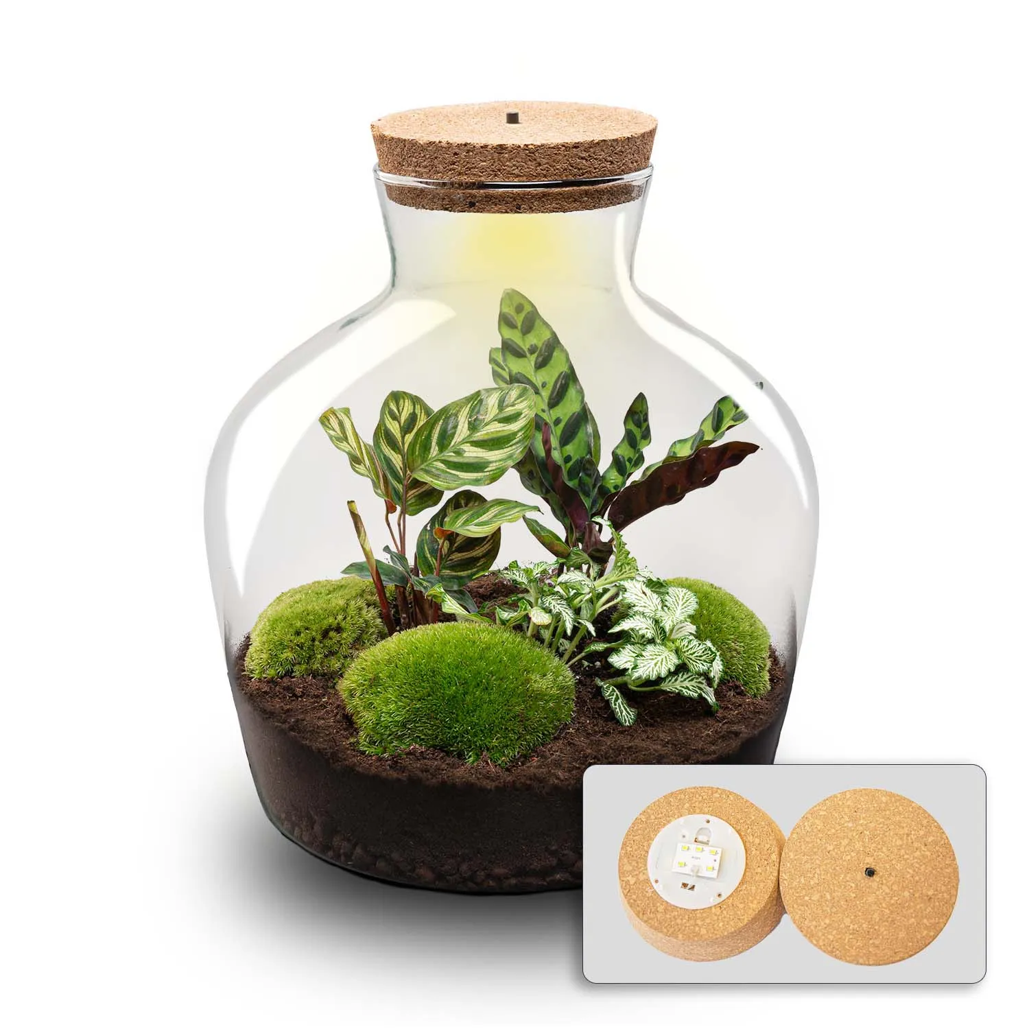Urbanjungl Fat Joe plantenterrarium DIY kit met licht 29 cm