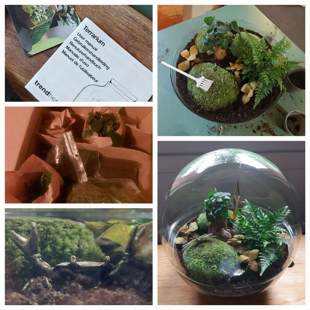 Urbanjungl Dome XL Terrarium DIY kit Ø28 cm bonsai