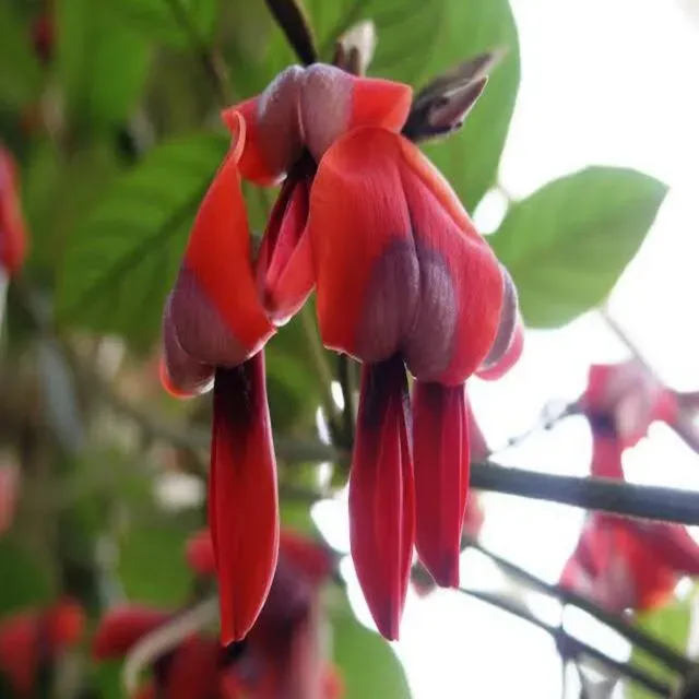 The Natural World Kennedia rubicunda klimplant rood