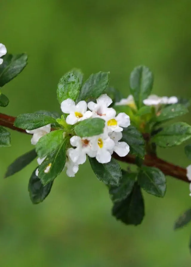 The Natural World Lippia micromeria kruidenplant eetbaar